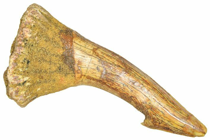Fossil Sawfish (Onchopristis) Rostral Barb - Morocco #366703